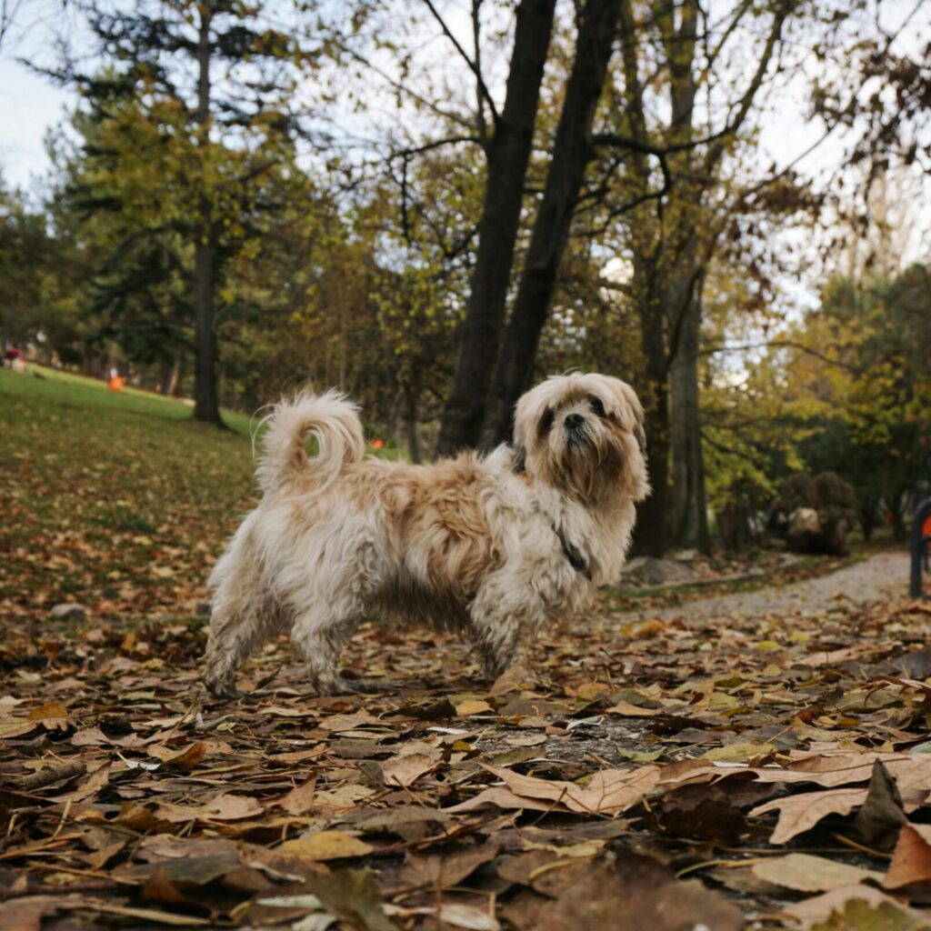 Herfst. De bladeren vallen van de bomen en het is regenachtig weer.