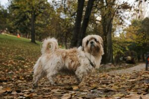 Herfst. De bladeren vallen van de bomen en het is regenachtig weer.
